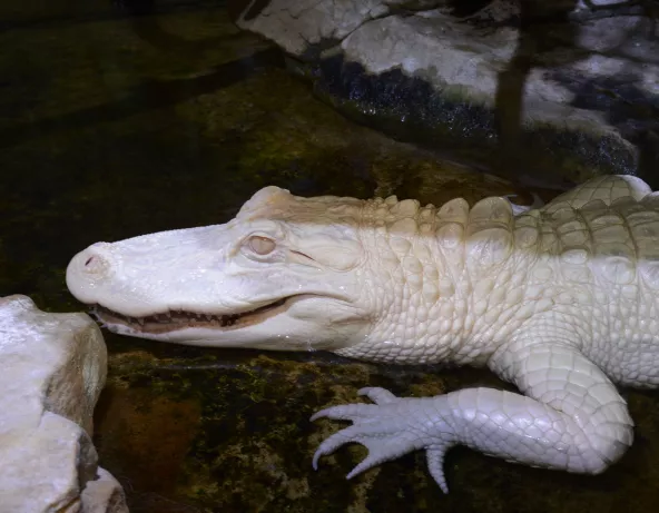 Alligator du Mississippi albinos