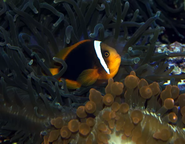 Amphiprion frenatus
