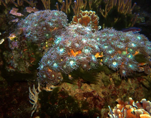 Duncanopsammia axifuga