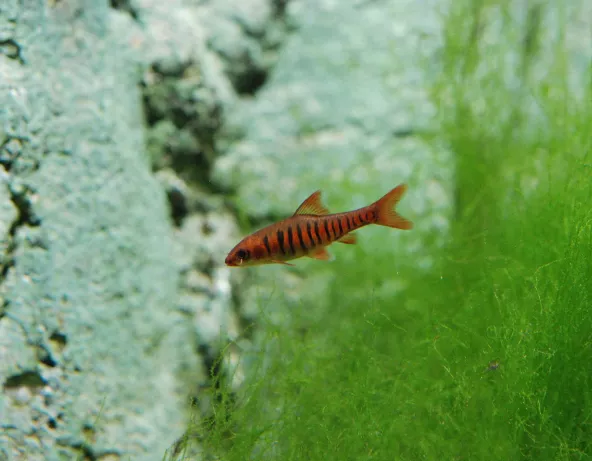 Enteromius fasciolatus