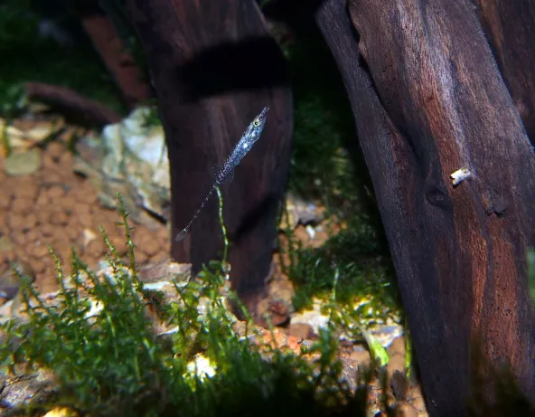 Indostomus crocodilus