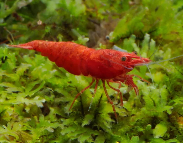 Neocaridina davidii