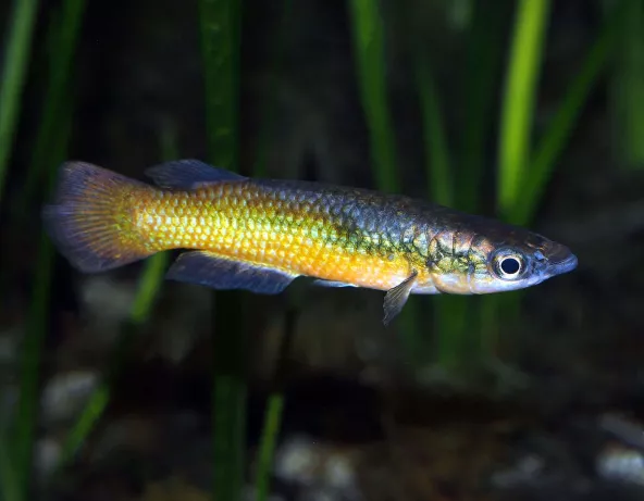 Pachypanchax sakaramyi
