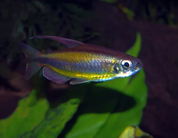 Phenacogrammus aurantiacus