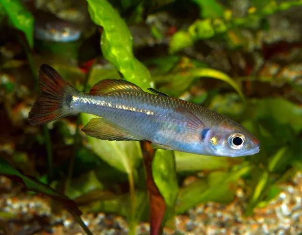Photo d'un Rheocles vatosoa