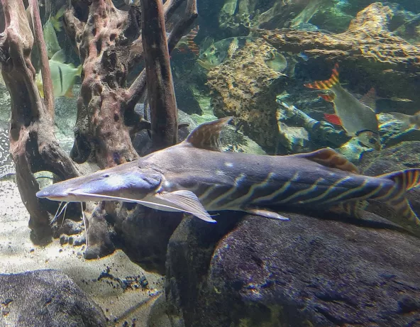 Photo d'un Brachyplatystoma tigrinum