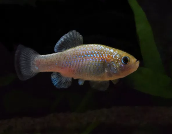 Photo de Cyprinodon alvarezi