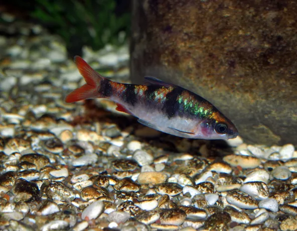 Photo d'un Dawkinsia tambraparniei male 