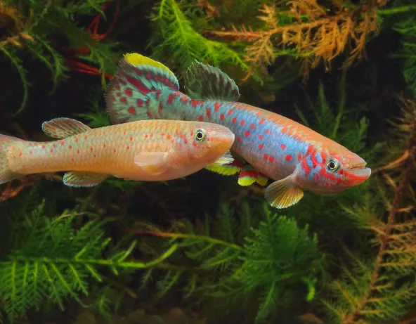 Photo de Fundulopanchax scheeli