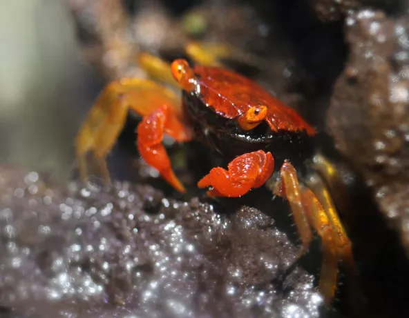 Photo d'un Geosesarma sp
