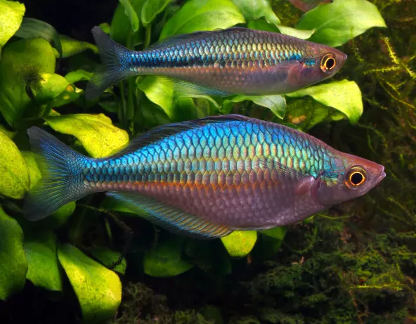 Photo d'un couple de Melanotaenia lacustris 