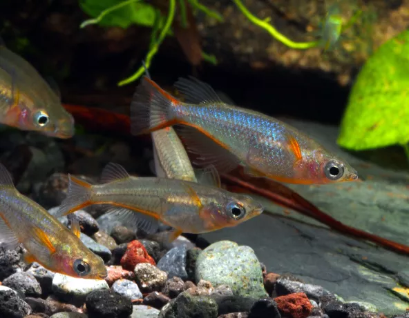 Photo de Oryzias woworae