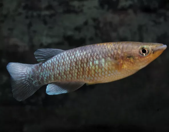Photo de Pachypanchax arnoulti