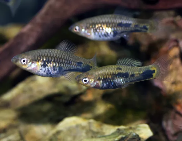 Photo d'un groupe de Xiphophorus meyeri