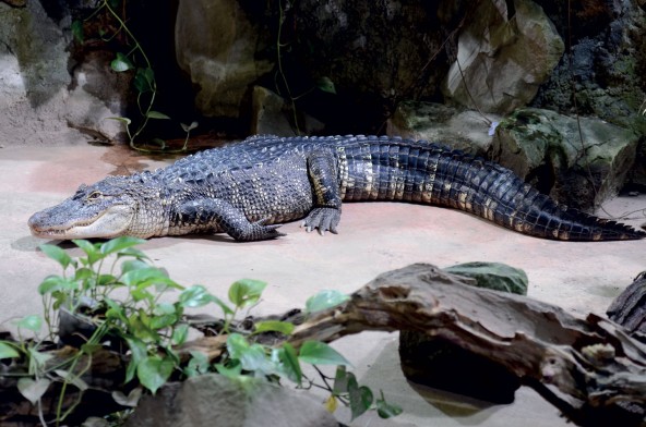 Alligator du Mississippi