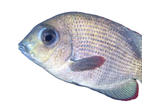 Respiration_Aquarium_danger