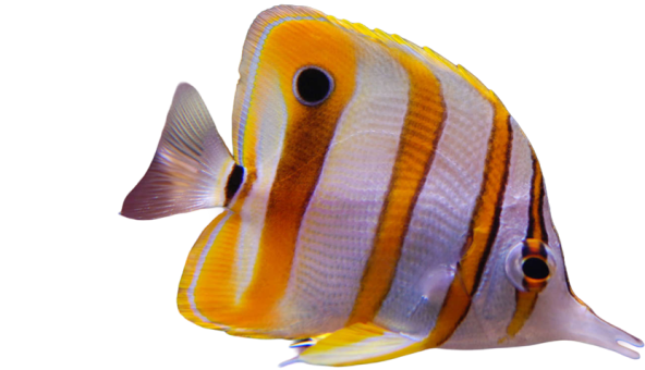 Respiration_Aquarium_pacifique_ouest