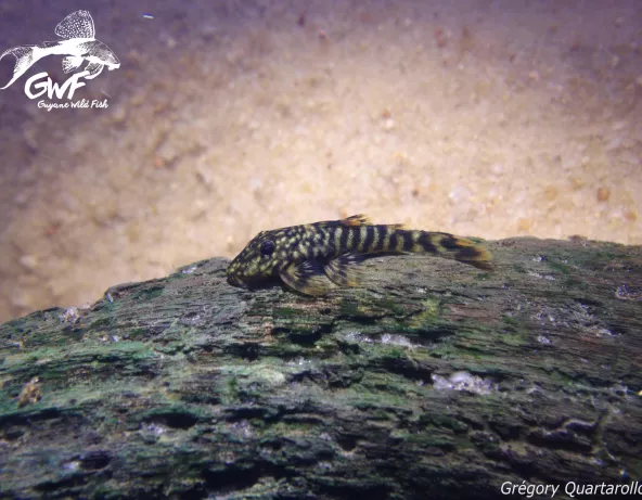 Guyanancistrus brevispinis