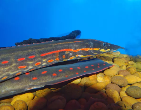 Anguille épineuse à bandes rouges - Mastacembelus erytrotaenia