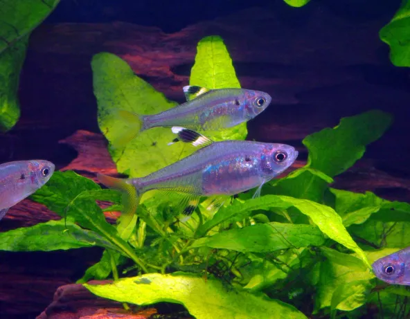 Tetra rayon X - Pristella maxillaris