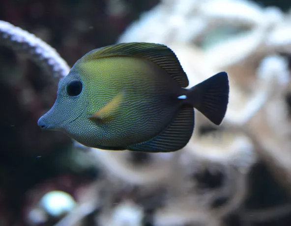 011_zebrasoma_scopas.jpg