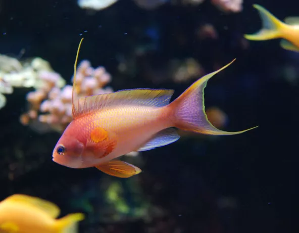 014_-_pseudanthias_squamipinnis.jpg