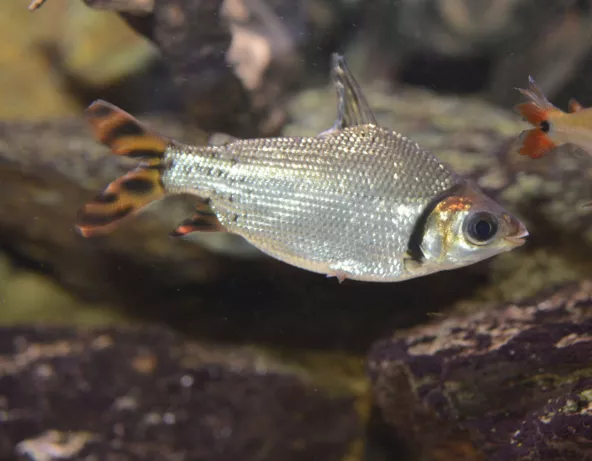 017_semaprochilodus_taeniurus.jpg