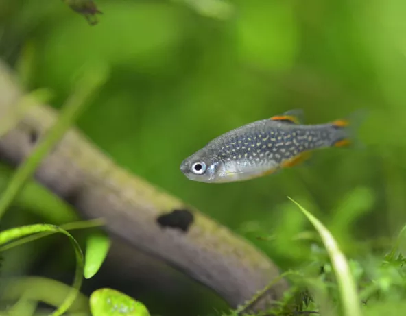 01_danio_margaritatus.jpg