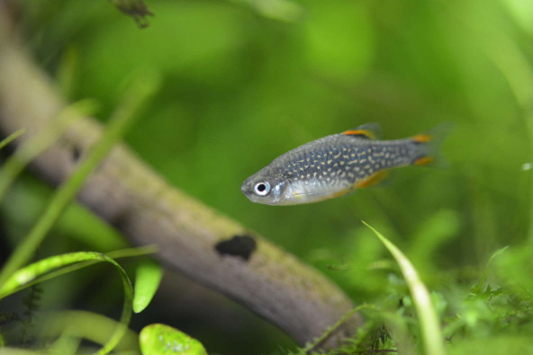 01_danio_margaritatus.jpg