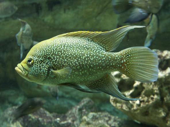 01_paratilapia_polleni.jpg