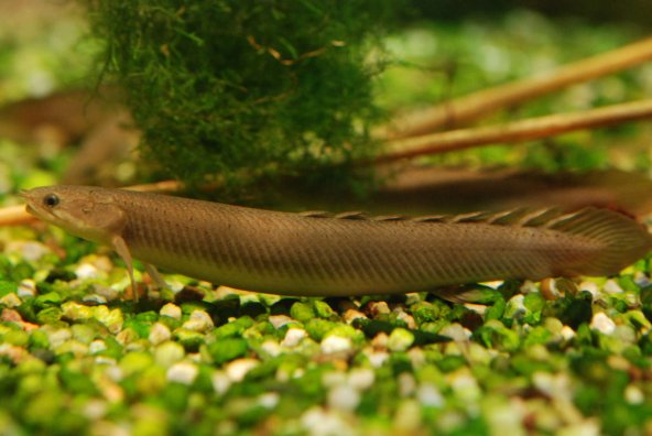 01_polypterus_senegalus.jpg