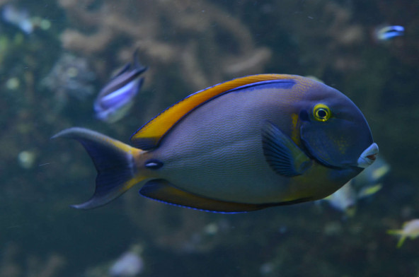 021_-_acanthurus_bariene.jpg