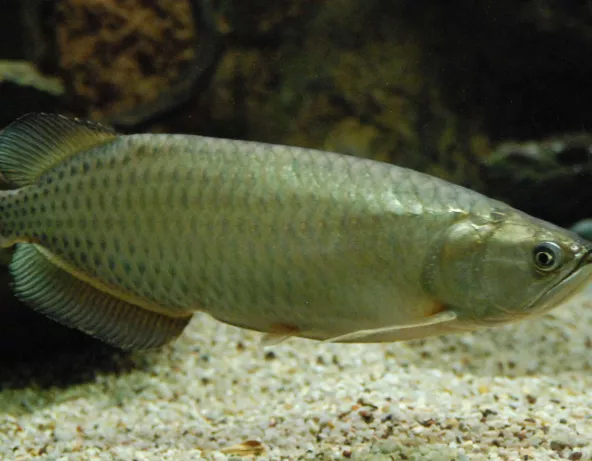 022_scleropages_jardinii.jpg