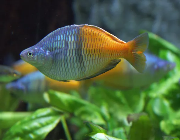 024_melanotaenia_boesemani.jpg