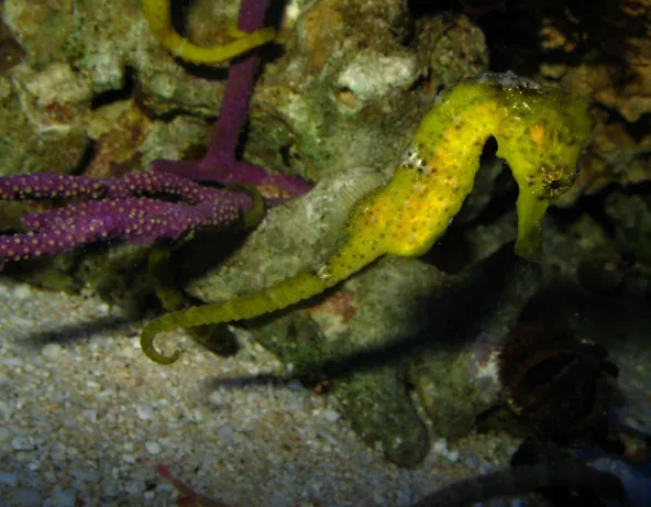 02_hippocampus_erectus.jpg
