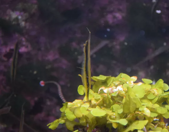 03_aeoliscus_strigatus.jpg