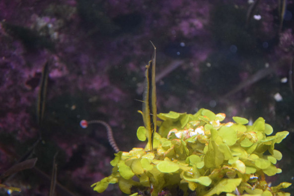 03_aeoliscus_strigatus.jpg