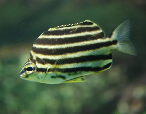 034_-_microcanthus_strigatus.jpg