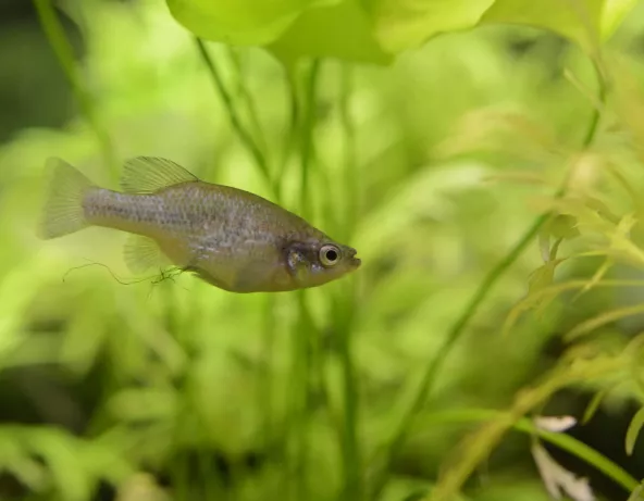 03_xenoophorus_captivus.jpg