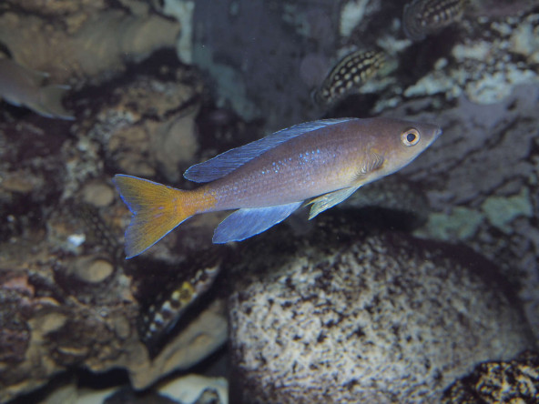 040_cyprichromis_leptosoma.jpg