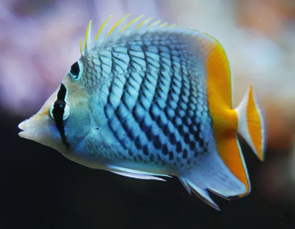 044_-_chaetodon_paucifasciatus.jpg