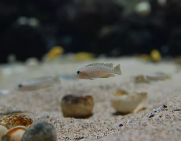 044_neolamprologus_sp.jpg