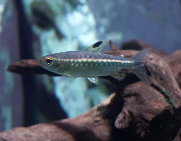 045_arnoldichthys_spilopterus.jpg