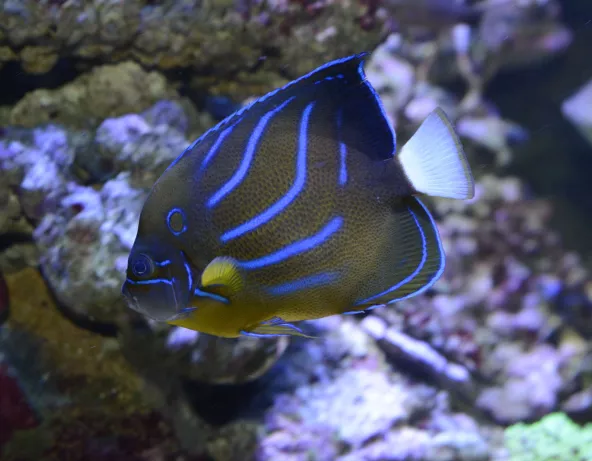 049_-_pomacanthus_annularis.jpg