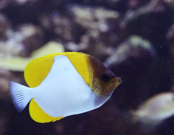 04_hemitaurichthys_polylepis.jpg