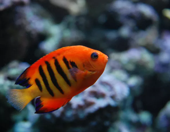 054_-_centropyge_loriculus_-.jpg