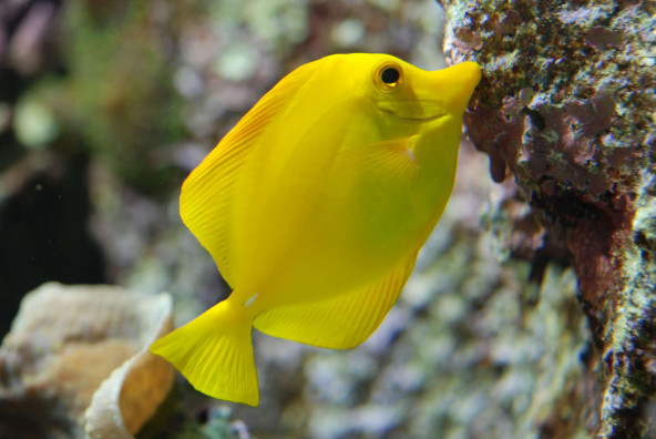 058_-_zebrasoma_flavescens.jpg