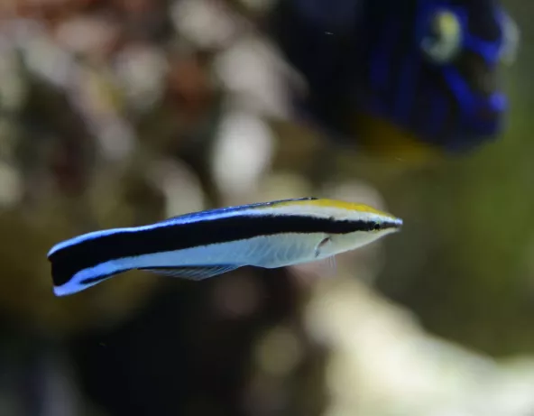 05_-_labroides_dimidiatus.jpg