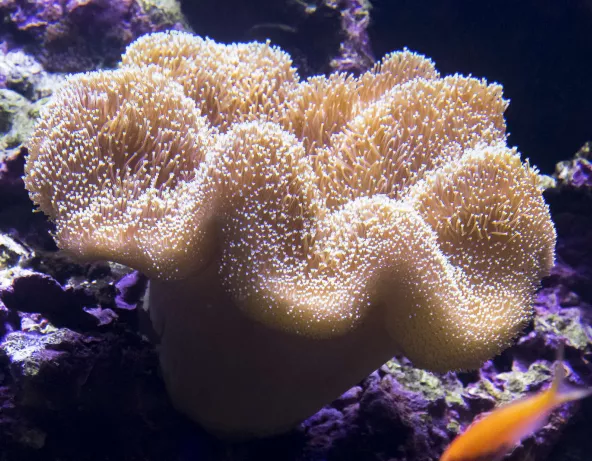 05_sarcophyton_sp.jpg