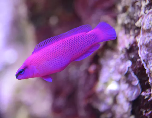 06_pseudochromis_fridmani.jpg